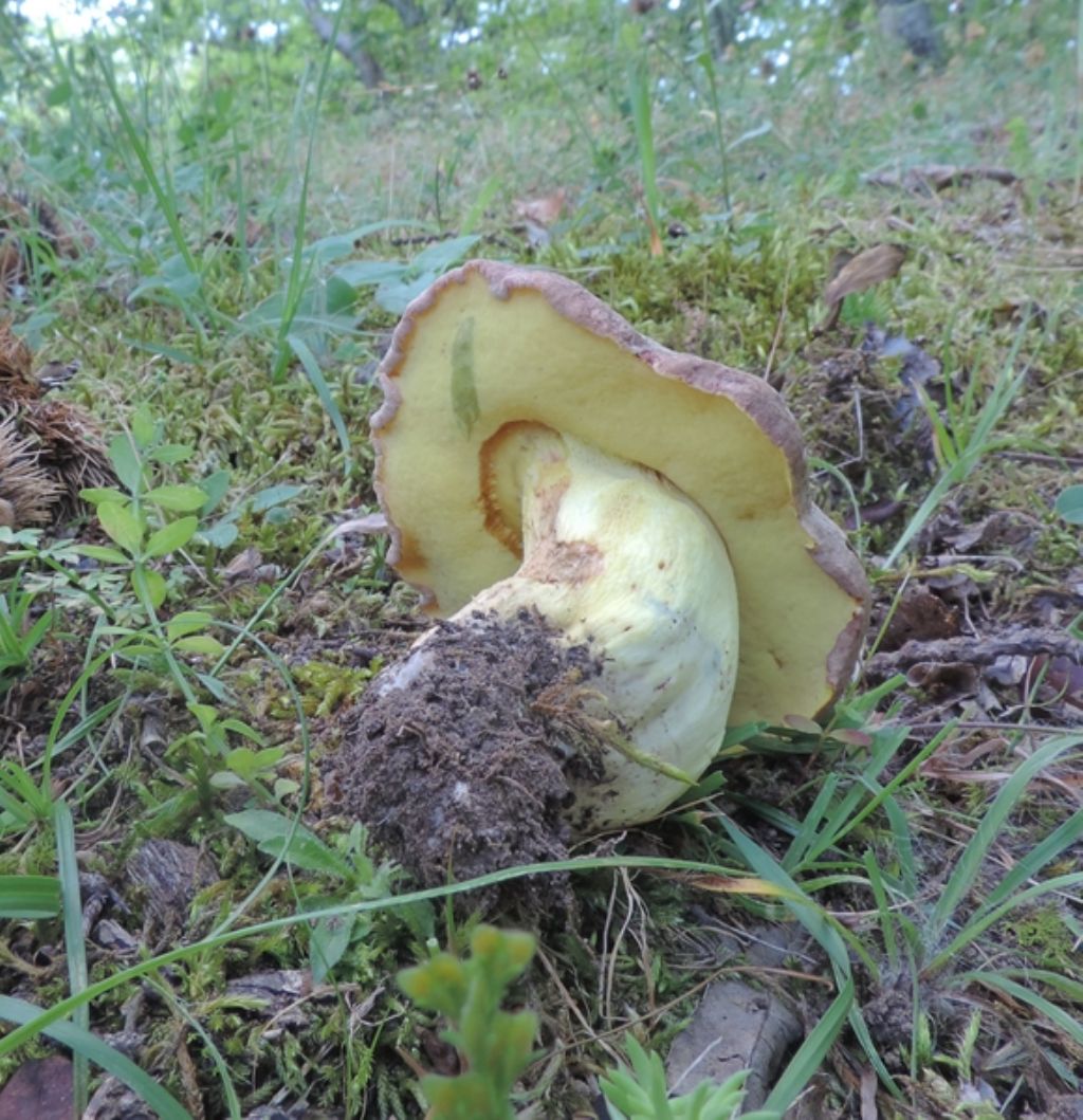Boletus 3